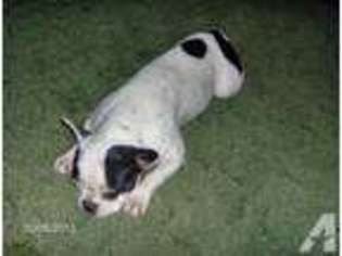 Bulldog Puppy for sale in DRY PRONG, LA, USA