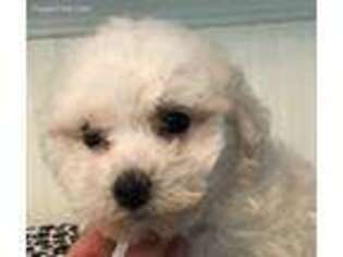 Bichon Frise Puppy for sale in Danville, NH, USA