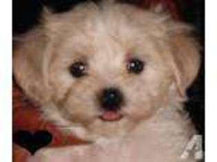 Maltese Puppy for sale in MURCHISON, TX, USA