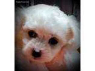 Bichon Frise Puppy for sale in Wayland, MI, USA