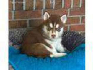 Siberian Husky Puppy for sale in Millersburg, OH, USA