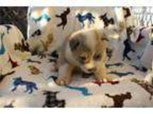 Akita Puppy for sale in Little Rock, AR, USA