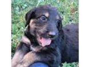 Irish Wolfhound Puppy for sale in Grantsville, UT, USA