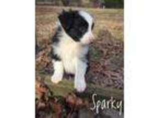 Border Collie Puppy for sale in Culpeper, VA, USA