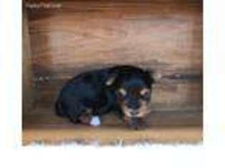 Yorkshire Terrier Puppy for sale in Columbus, MS, USA