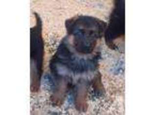 German Shepherd Dog Puppy for sale in RODEO, CA, USA