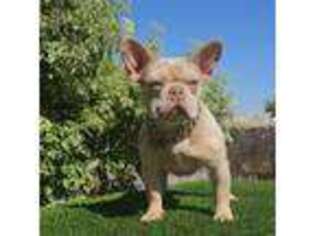 French Bulldog Puppy for sale in El Paso, TX, USA