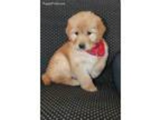 Golden Retriever Puppy for sale in Moyers, OK, USA