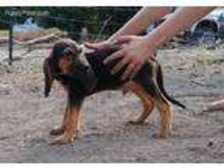 Bloodhound Puppy for sale in Trenton, TX, USA