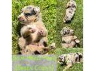 Australian Shepherd Puppy for sale in Riceville, TN, USA