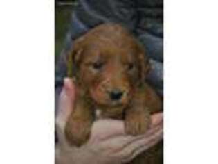 Goldendoodle Puppy for sale in Royal Center, IN, USA