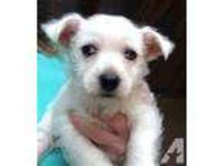 West Highland White Terrier Puppy for sale in WIMBERLEY, TX, USA