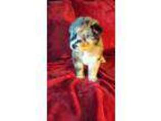 Mutt Puppy for sale in Greenbelt, MD, USA