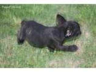 French Bulldog Puppy for sale in Alpine, AL, USA