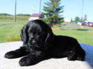 Cocker Spaniel Puppy for sale in Stanley, WI, USA