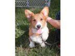 Pembroke Welsh Corgi Puppy for sale in Grovespring, MO, USA