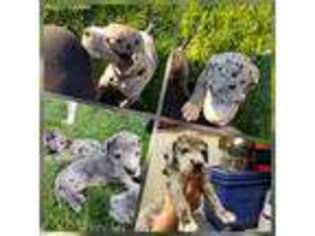 Great Dane Puppy for sale in La Salle, CO, USA