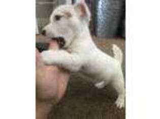 Jack Russell Terrier Puppy for sale in Las Vegas, NV, USA