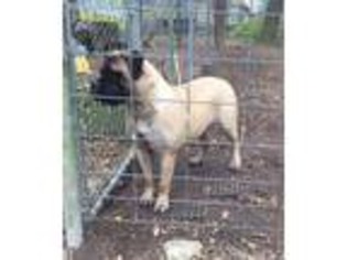 Medium Photo #1 Bullmastiff Puppy For Sale in Beaumont, TX, USA
