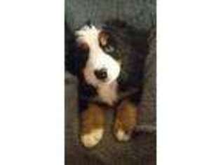Bernese Mountain Dog Puppy for sale in Kingman, AZ, USA
