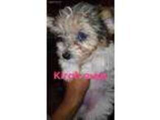 Chorkie Puppy for sale in Albany, NY, USA