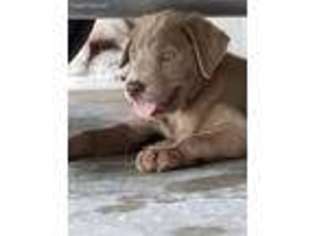 Labrador Retriever Puppy for sale in West Point, IA, USA