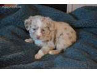 Australian Shepherd Puppy for sale in Unionville, MO, USA
