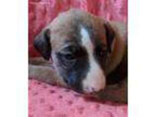 Whippet Puppy for sale in Rutherfordton, NC, USA