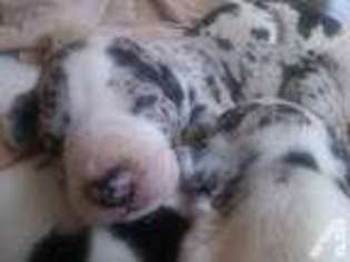 Great Dane Puppy for sale in COLUMBUS, IN, USA