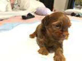Shorkie Tzu Puppy for sale in New Haven, CT, USA
