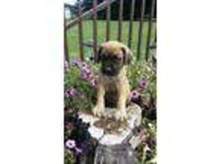 Mastiff Puppy for sale in Loogootee, IN, USA