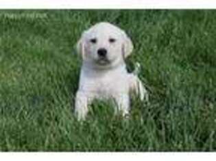 Labrador Retriever Puppy for sale in Camden, IN, USA