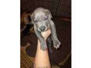 Great Dane Puppy for sale in Hinsdale, NH, USA