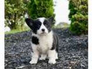 Pembroke Welsh Corgi Puppy for sale in Warsaw, IN, USA