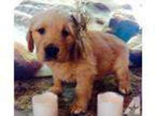 Golden Retriever Puppy for sale in HERKIMER, NY, USA