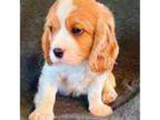 Cavalier King Charles Spaniel Puppy for sale in Albany, OR, USA