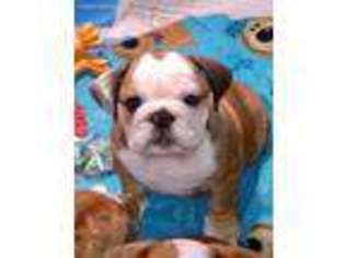 Bulldog Puppy for sale in Cleveland, VA, USA