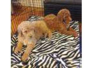 Labradoodle Puppy for sale in San Francisco, CA, USA