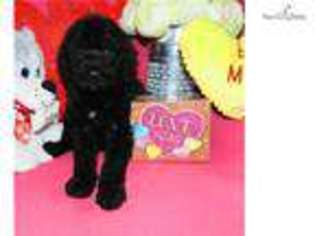 Labradoodle Puppy for sale in Abilene, TX, USA
