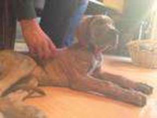 Great Dane Puppy for sale in SANTA CRUZ, CA, USA