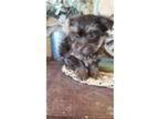 Yorkshire Terrier Puppy for sale in Eddy, TX, USA
