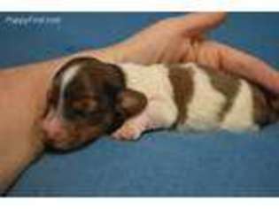 Dachshund Puppy for sale in Beebe, AR, USA