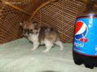 Pomeranian Puppy for sale in Newberry, IN, USA