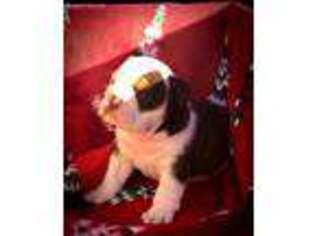 Bulldog Puppy for sale in Woodland, CA, USA