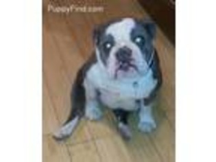 Olde English Bulldogge Puppy for sale in Loudon, NH, USA