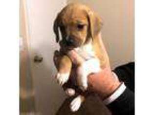 Beagle Puppy for sale in Norco, CA, USA