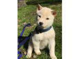 Shiba Inu Puppy for sale in Durham, NC, USA