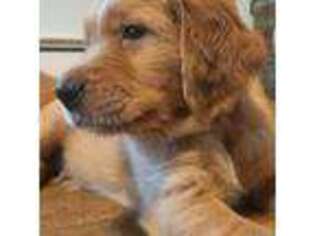 Golden Retriever Puppy for sale in Geneseo, NY, USA