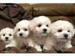 Bichon Frise Puppy for sale in Land O Lakes, FL, USA