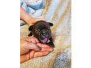 French Bulldog Puppy for sale in Opelousas, LA, USA